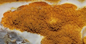 meruliporia incrassate- dry rot fungus